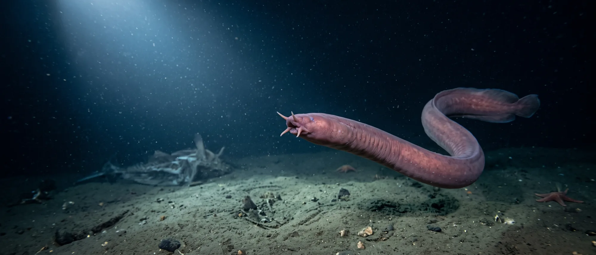 Hagfish