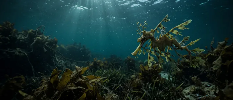 Dragón de mar foliáceo nadando entre kelp y praderas marinas sobre el fondo, con rayos de sol atravesando el agua.