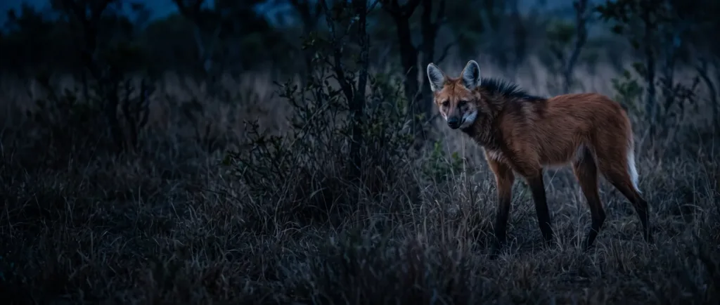 Maned wolf standing in tall dry grass at dusk, with long legs, large ears, and reddish-orange fur looking toward the camera.