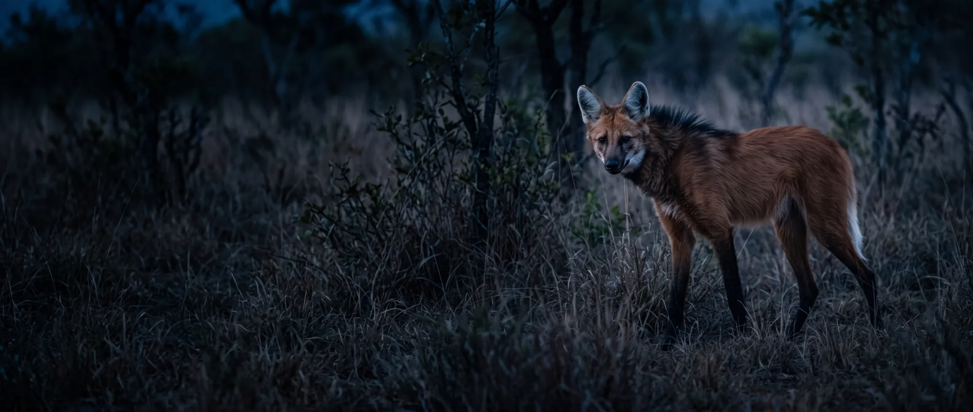Maned Wolf