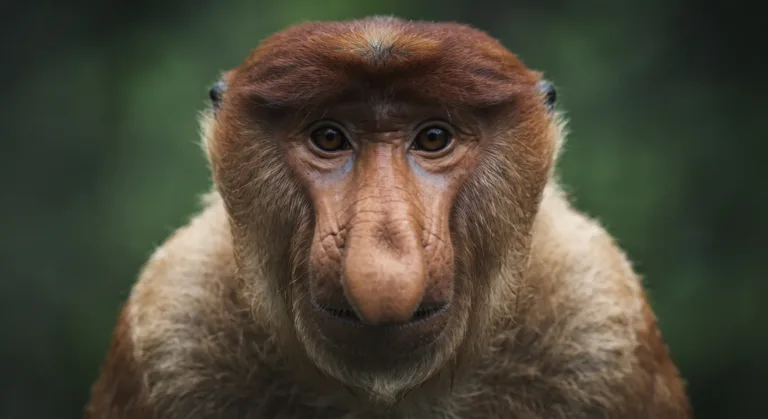 Proboscis Monkey Nose Why Is It So Big