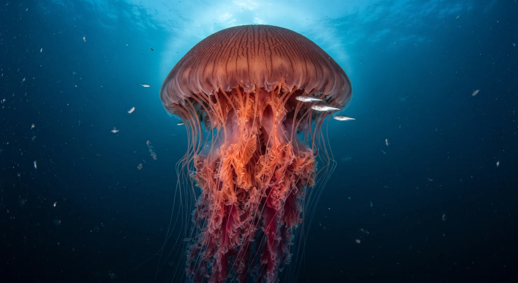 Gran medusa melena de león de color naranja rojizo nadando en agua azul profunda con pequeños peces plateados cerca