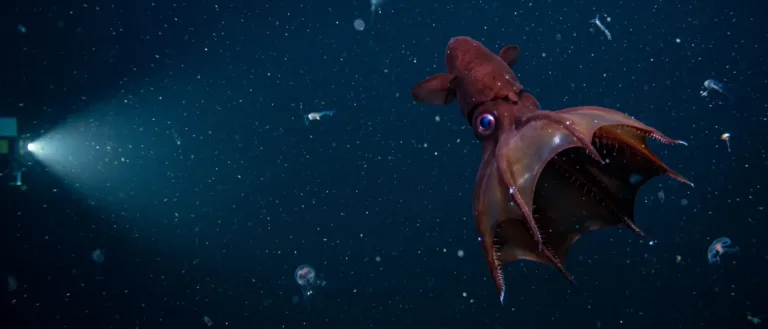 Vampire Squid