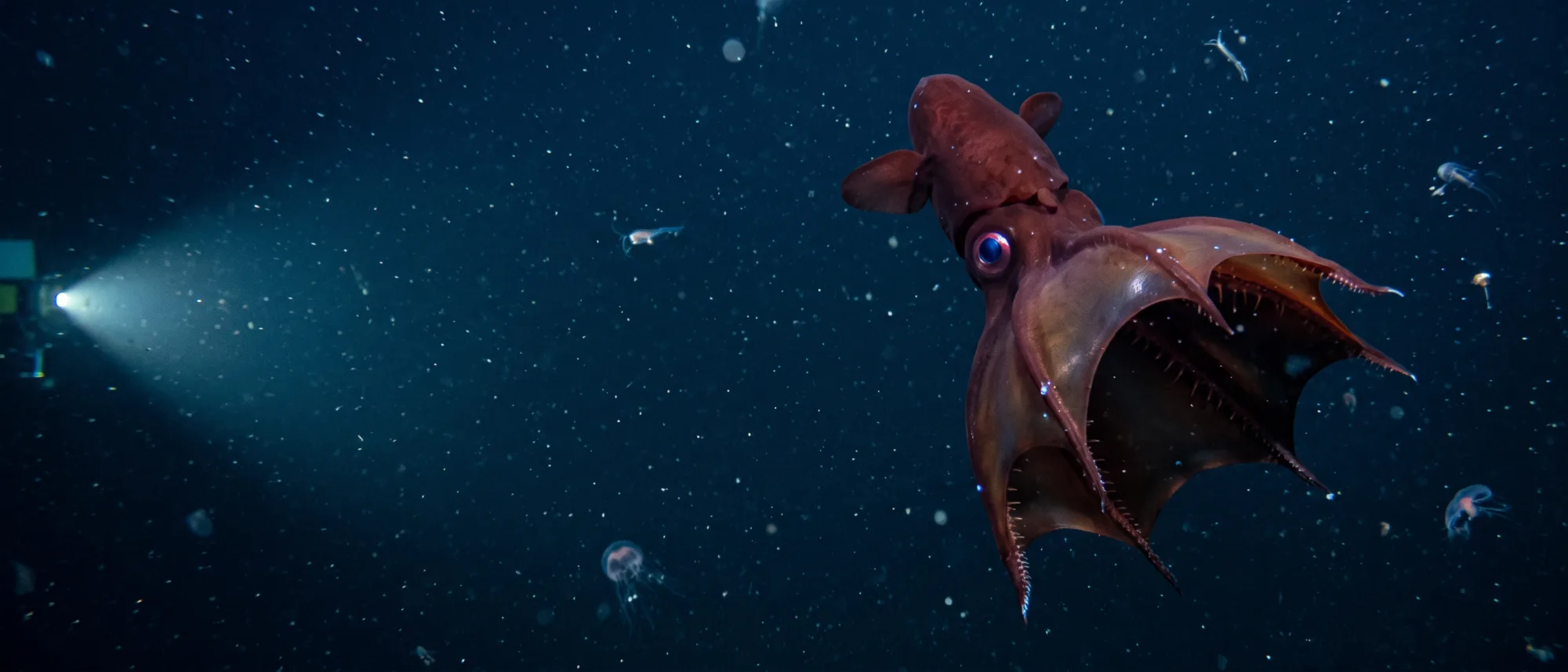 Vampire Squid