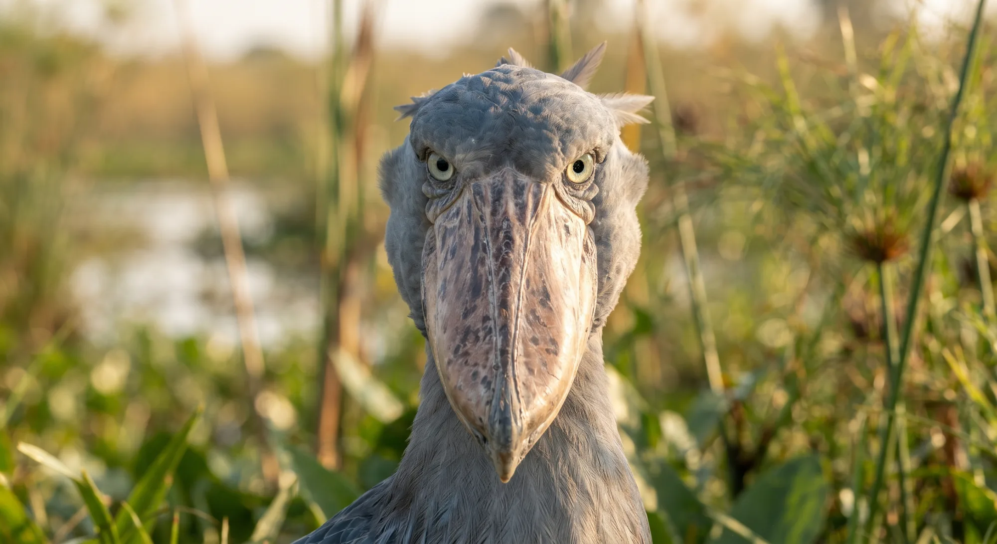 Shoebill stork facing the camera with its large clog-shaped bill and piercing eyes amid green wetland grasses