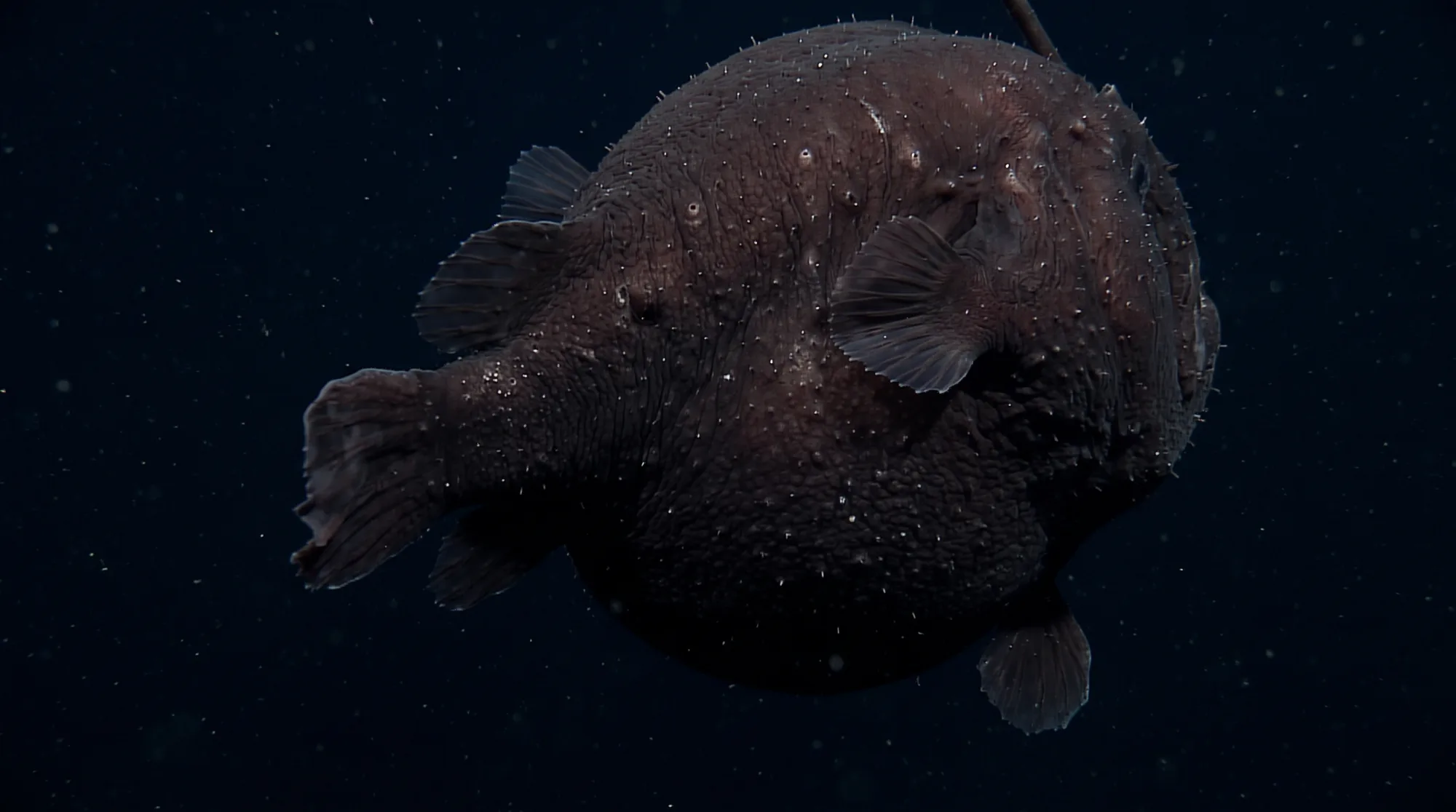 Deep-sea anglerfish with dark, bumpy, spherical body and fleshy fins drifting in dark ocean water