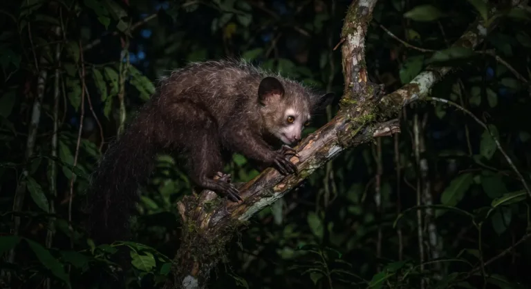 Aye-aye subindo num galho na floresta tropical escura à noite
