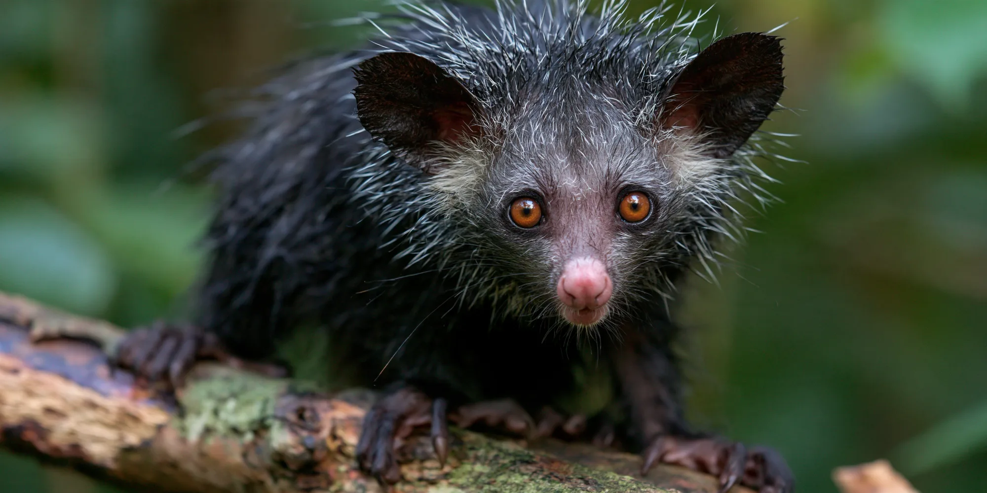 Aye aye4