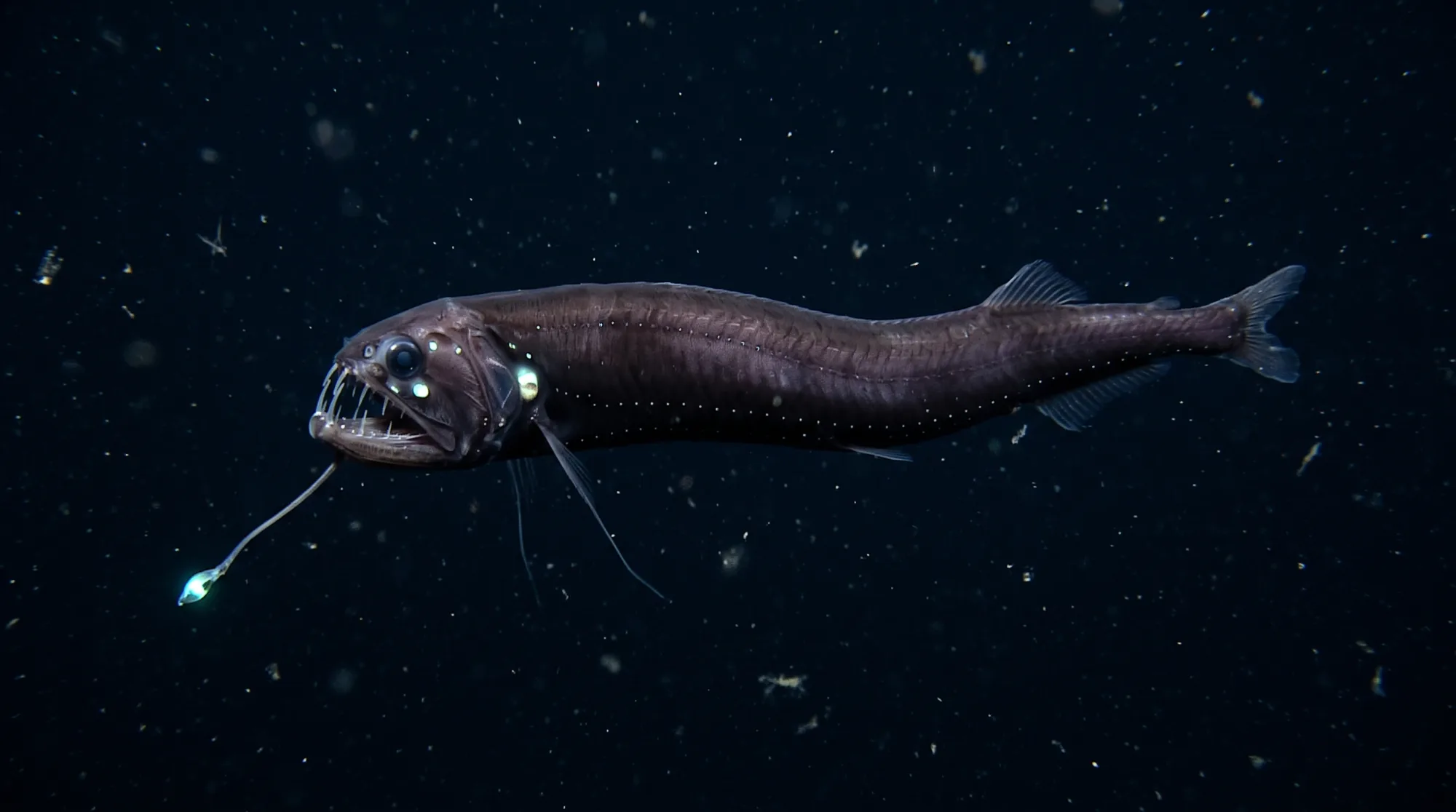 Barbeled dragonfish swimming in dark deep-sea water, showing its large fanged jaws, glowing light organs and a barbel with a bioluminescent tip.