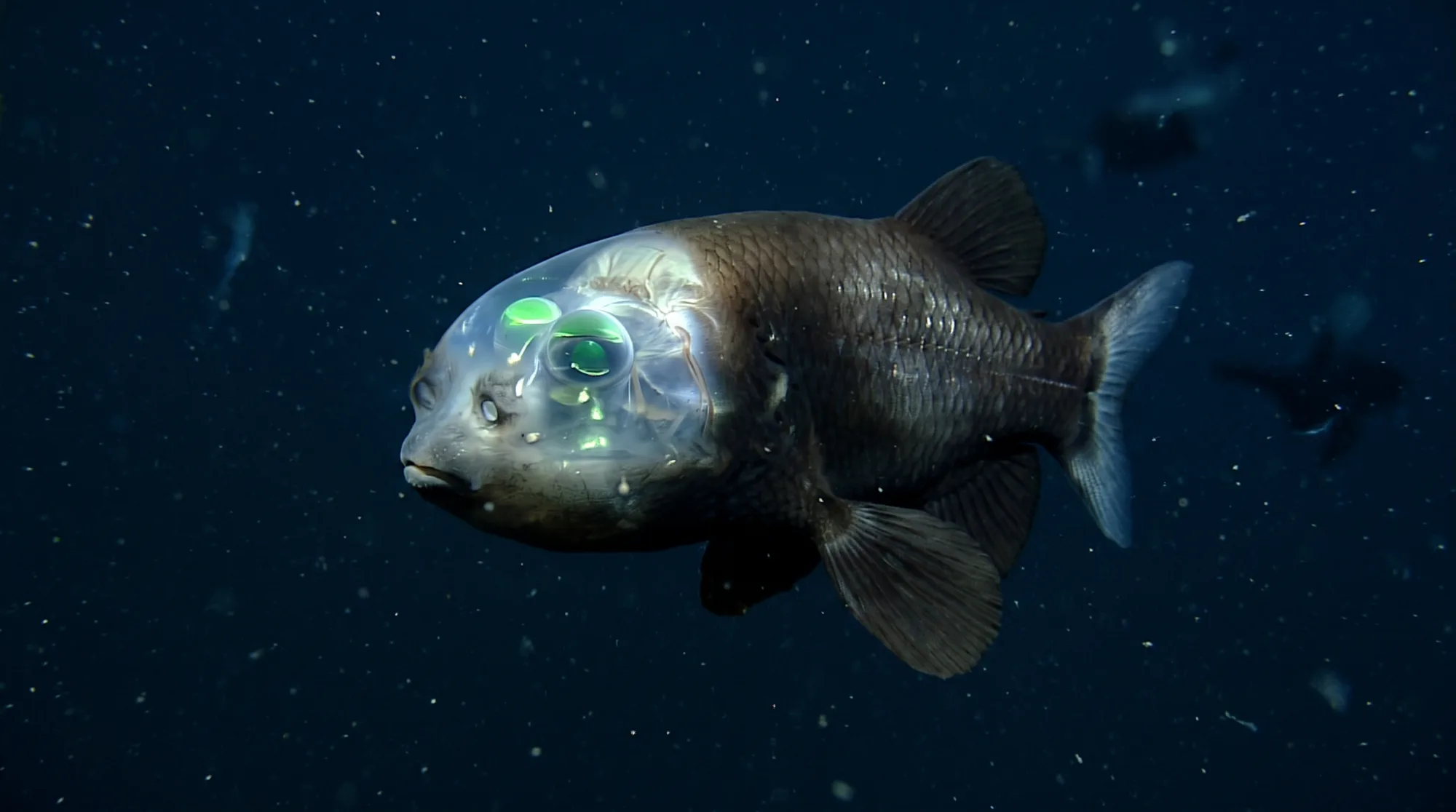 Barreleyed fish1