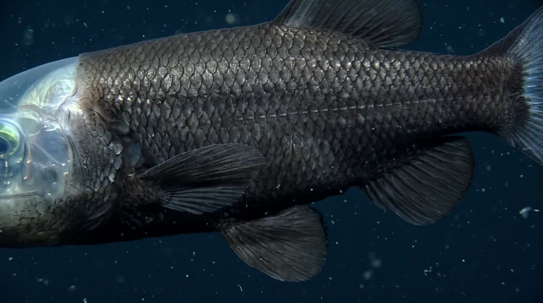 Barreleyed fish3