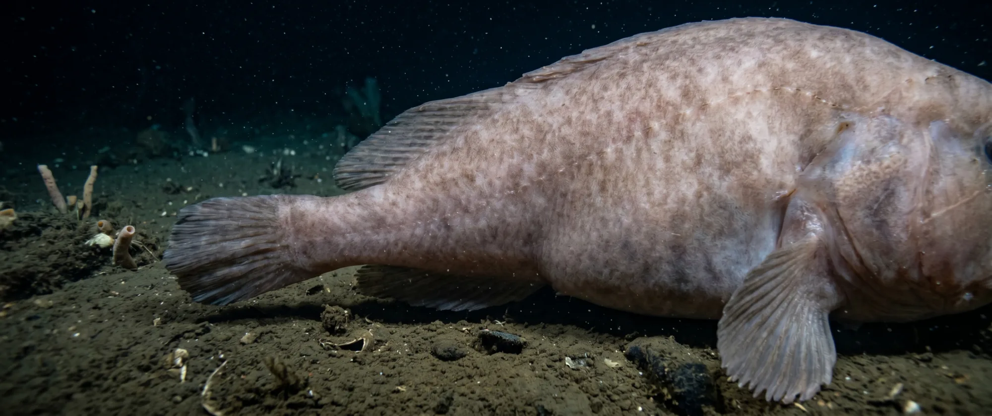 Blobfish2
