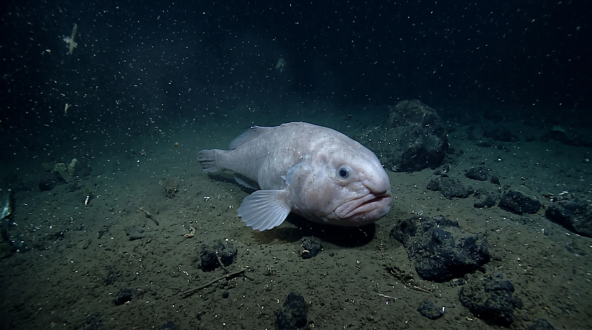 Blobfish5