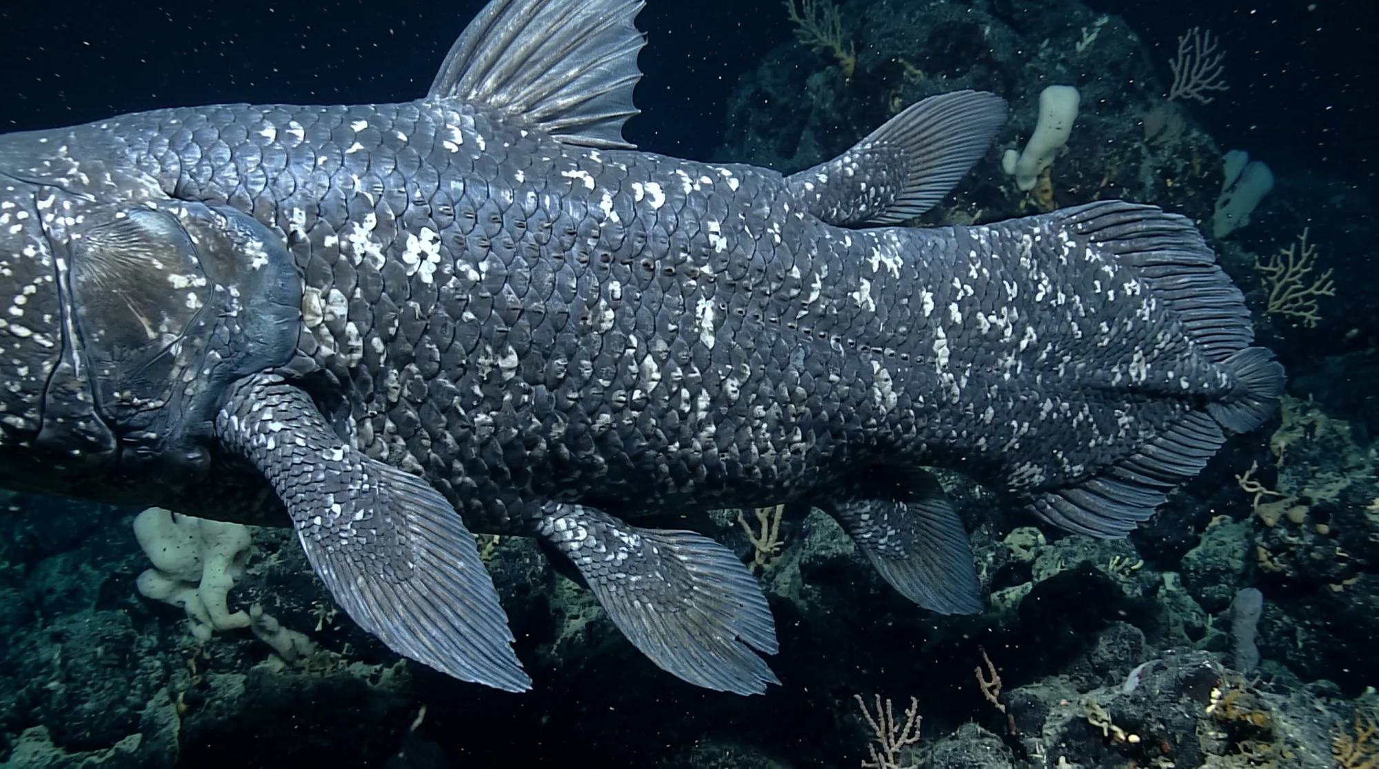 Coelacanth swimming over a deep-sea rocky seafloor, showing its blue-grey scales, white-spotted skin, and fleshy lobed fins.