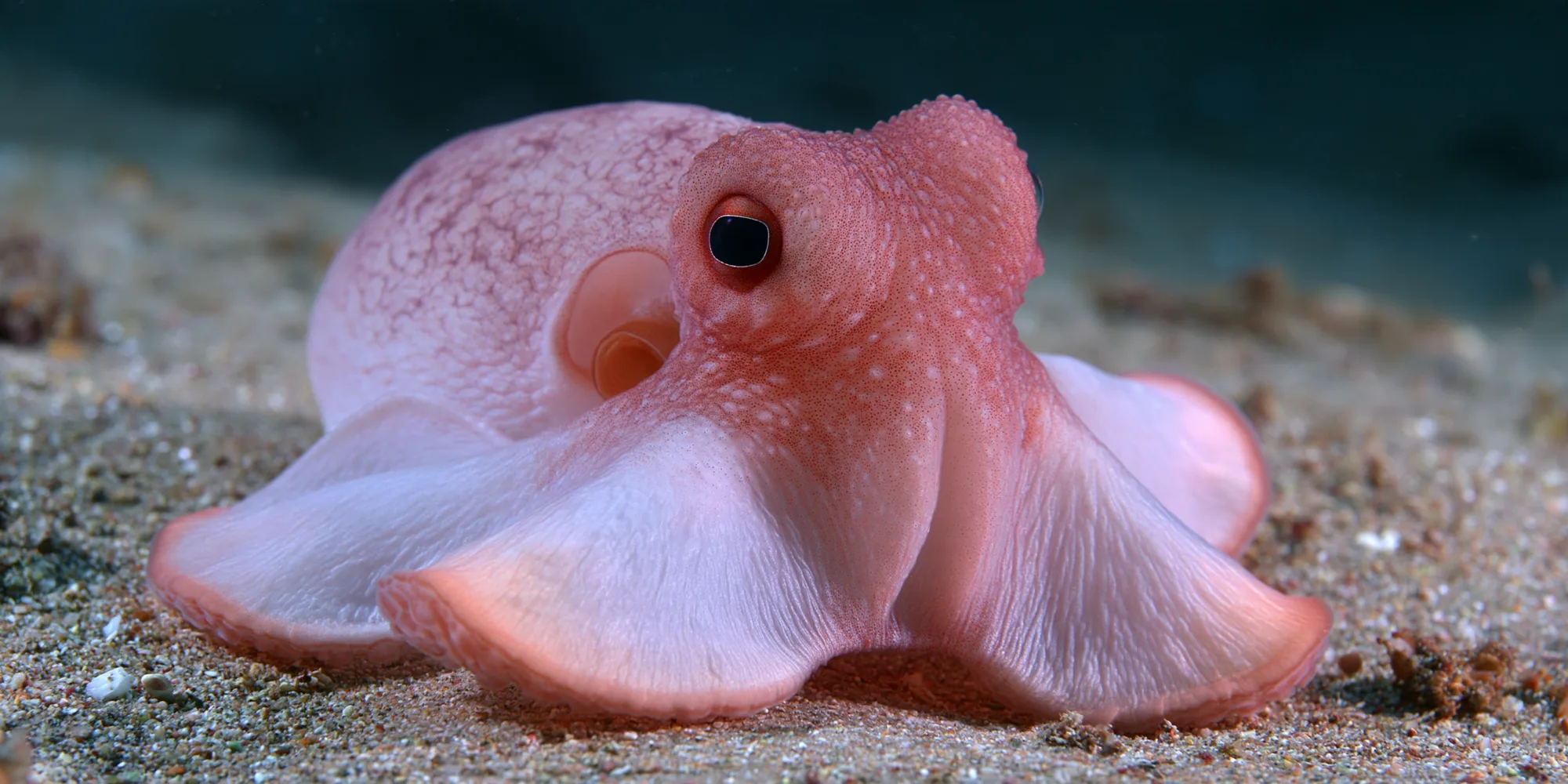 Polvo-dumbo rosa-claro abrindo os braços com membrana sobre o fundo arenoso do mar