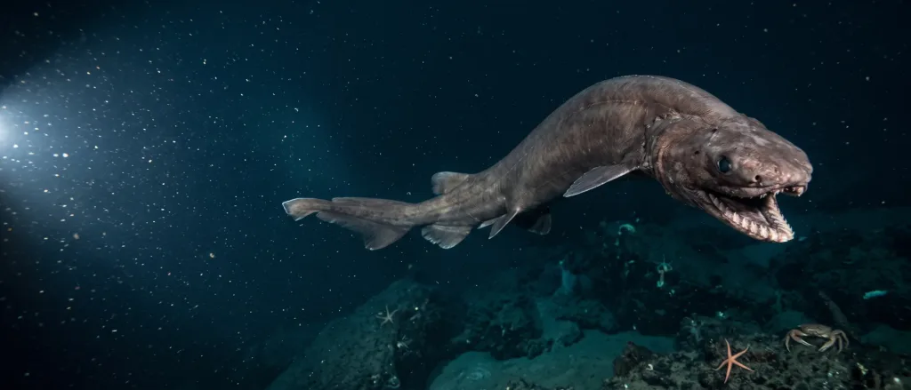Frilled shark with an eel-like body swimming over the dark seafloor