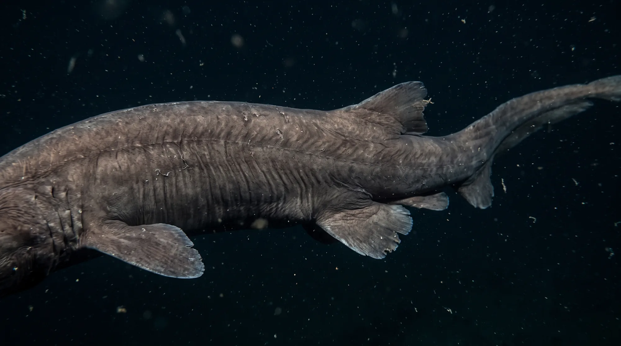 Frilled shark swimming in dark deep water, showing its long eel-like body, frilled gill slits and rounded fins
