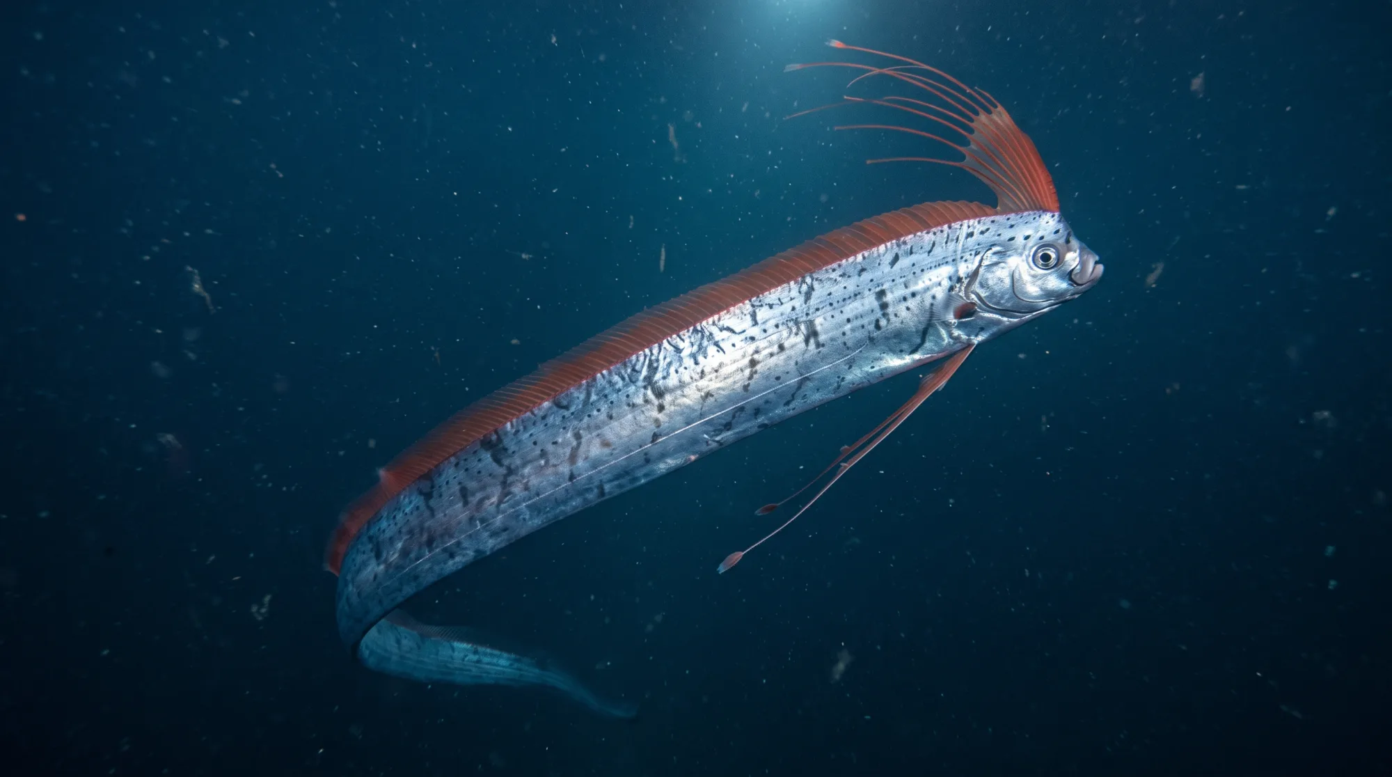 Pez remo nadando en agua azul profunda, con el cuerpo plateado con manchas oscuras, la cresta dorsal roja y la forma larga y delgada