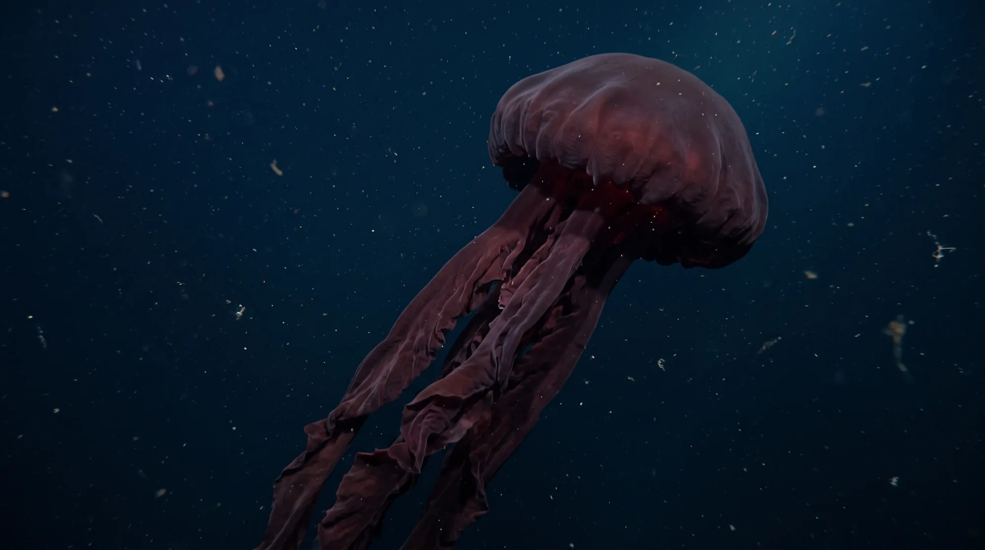 Água-viva-fantasma-gigante flutuando em água azul-escura, com a umbrela avermelhada e braços compridos e franjados