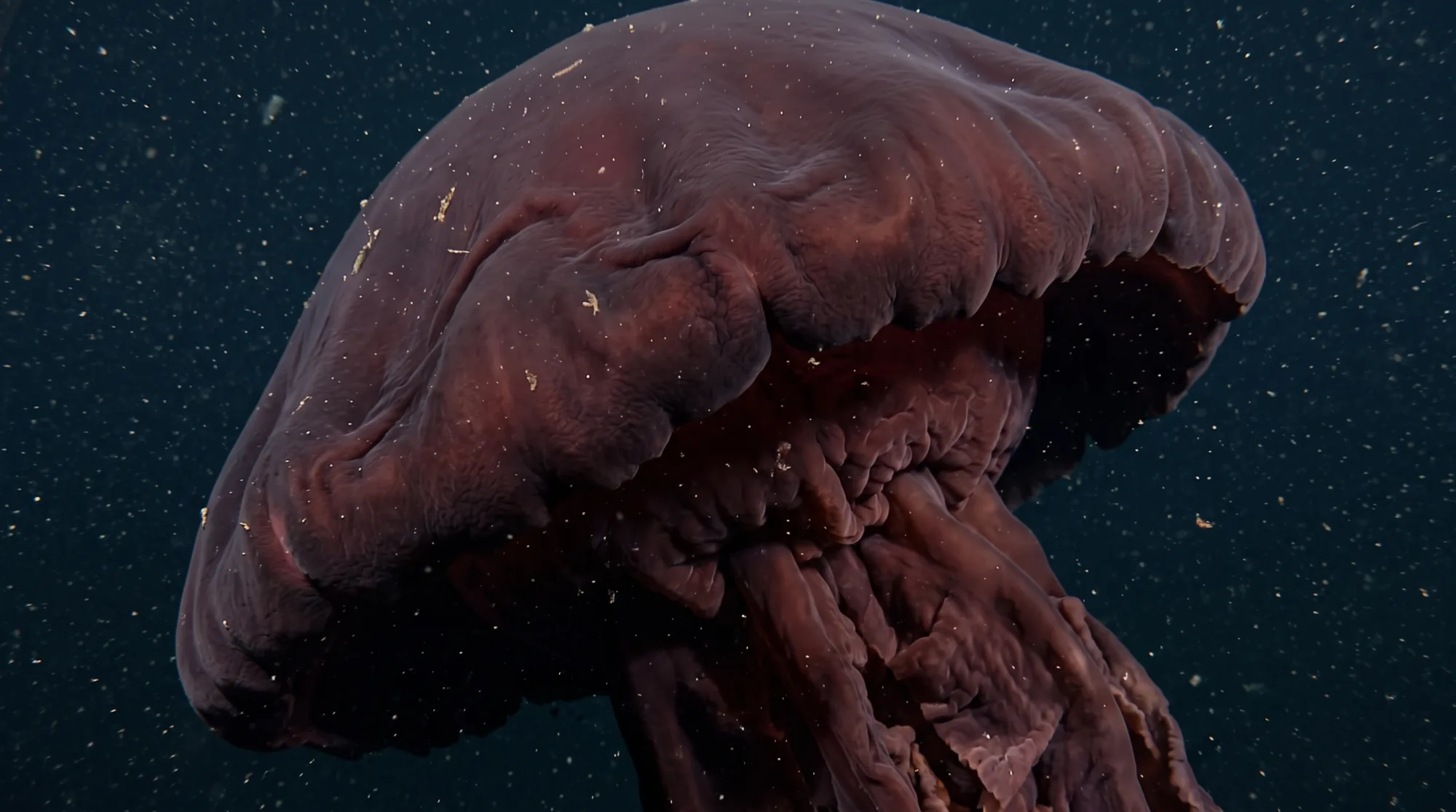 Água-viva-fantasma-gigante flutuando em águas escuras, com uma grande umbrela abaulada de superfície enrugada marrom-avermelhada e braços orais pendentes