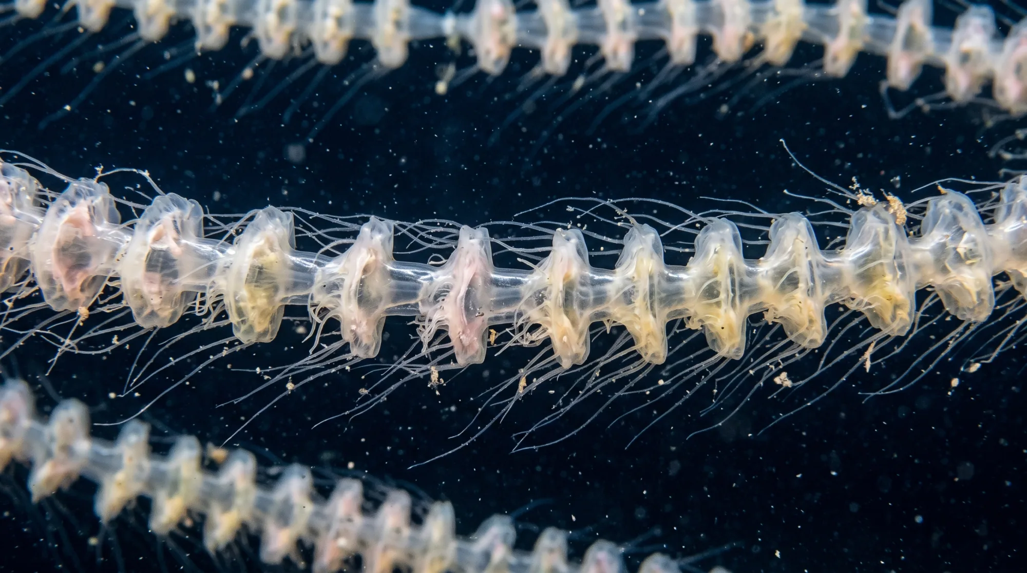 Translucent Giant Siphonophore colony with chain of pale bell-like zooids and thin trailing tentacles drifting against a dark ocean background.