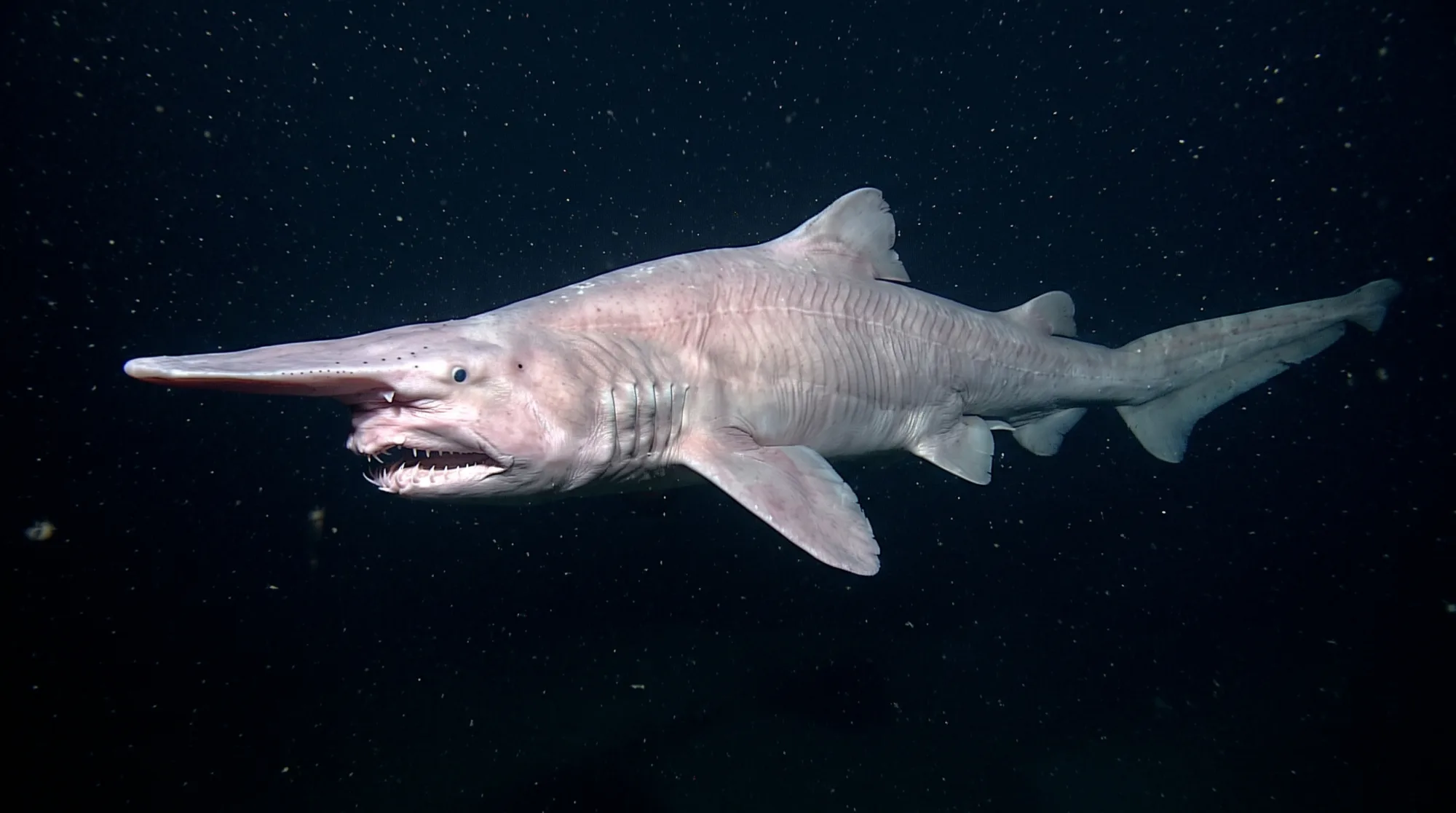 Goblin shark2
