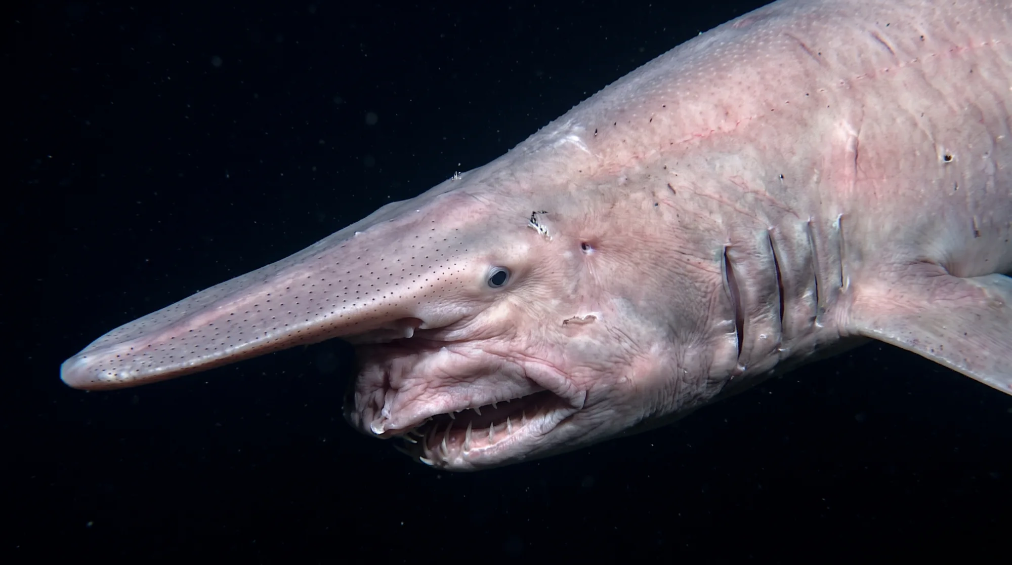 Goblin shark3