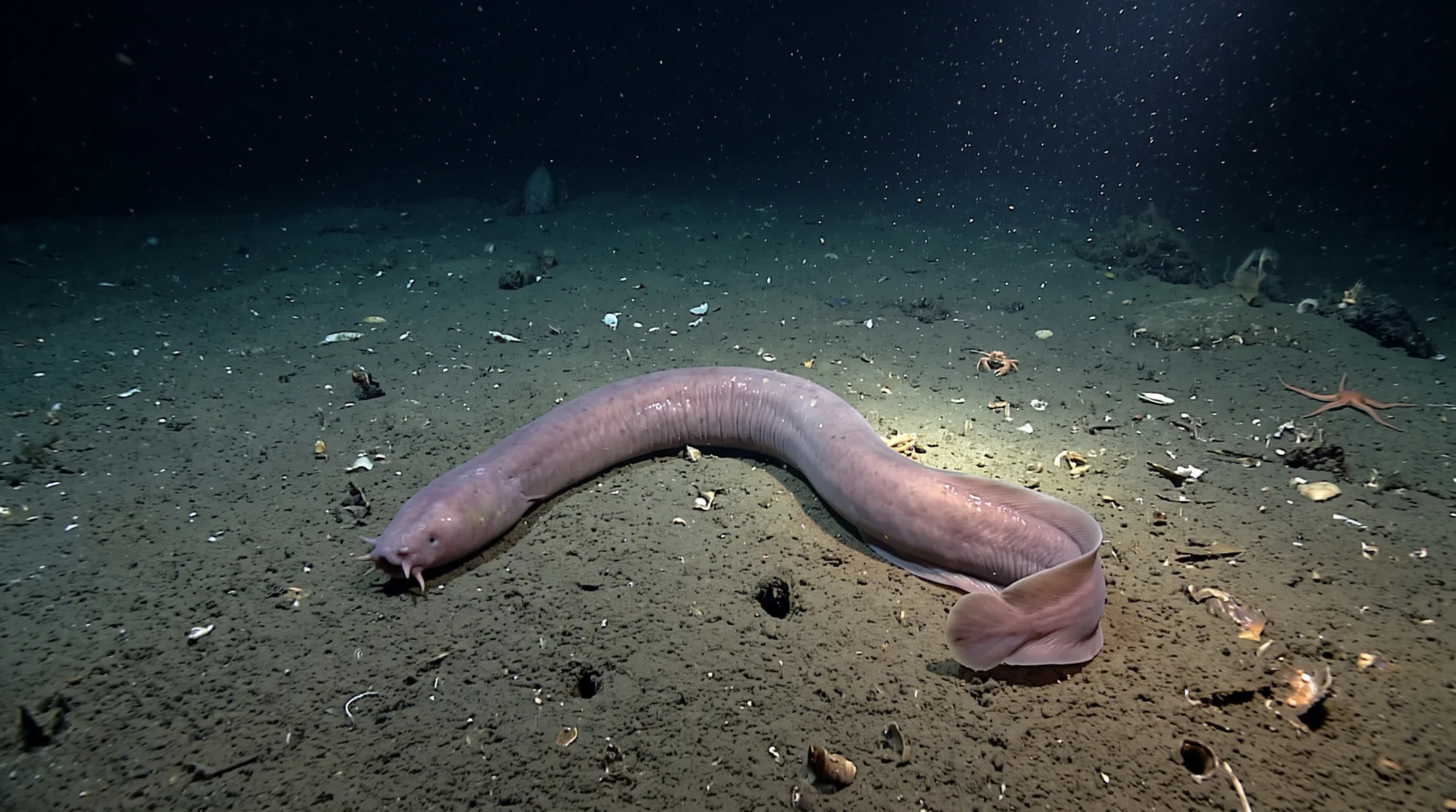 Hagfish1