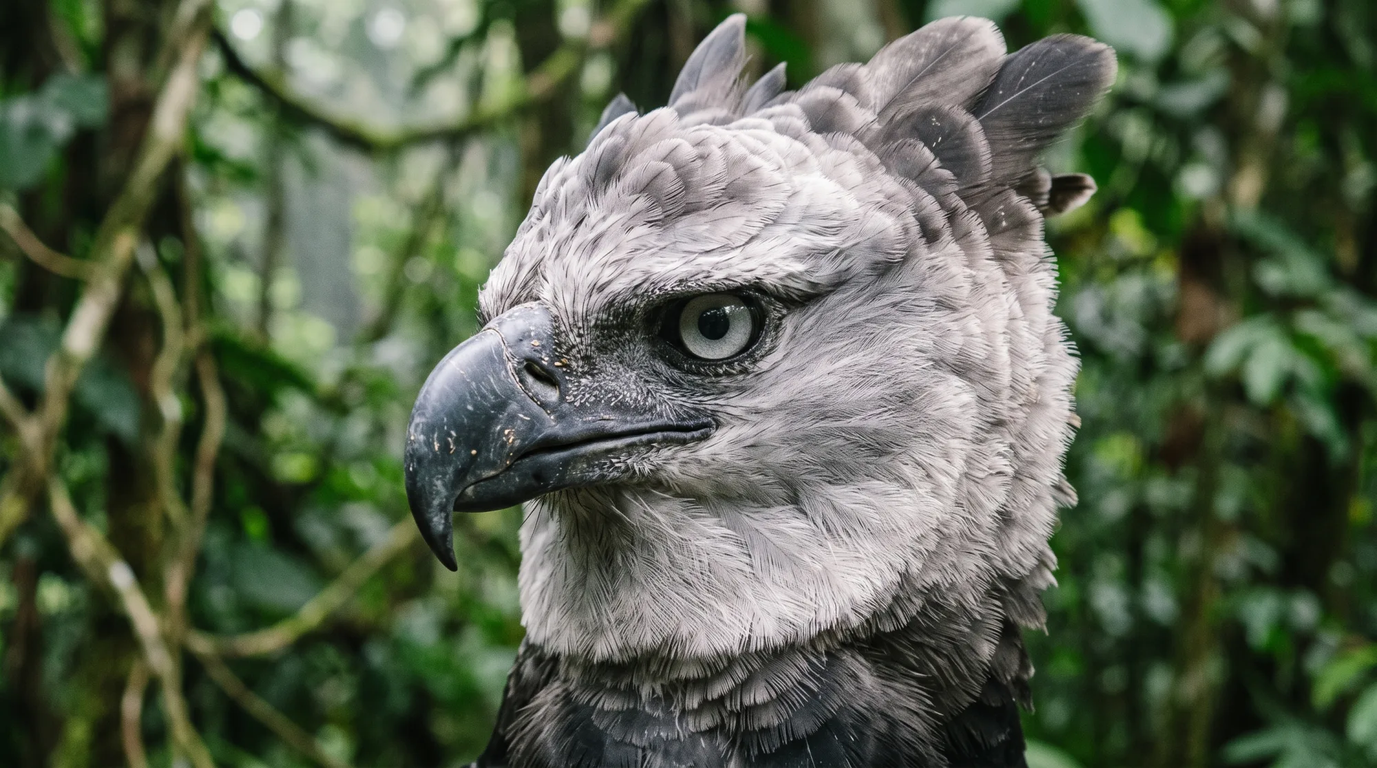 Harpia com penas cinza, bico curvo escuro, olho claro e crista de penas contra um fundo verde de floresta desfocado