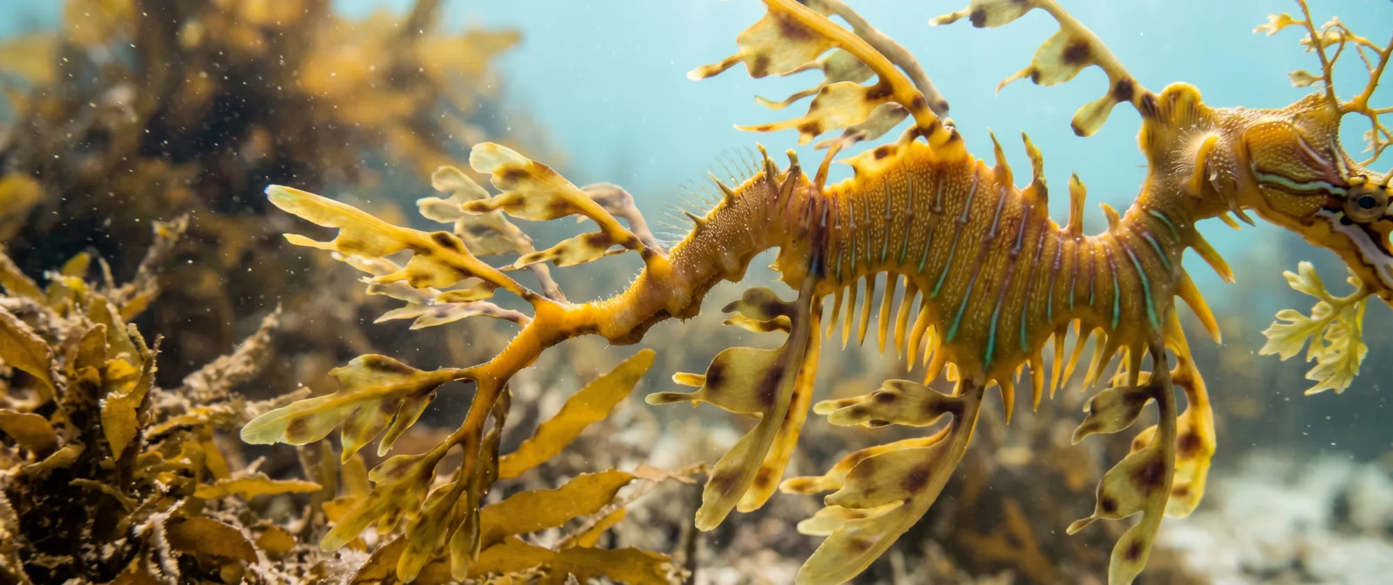 Leafy sea dragon3