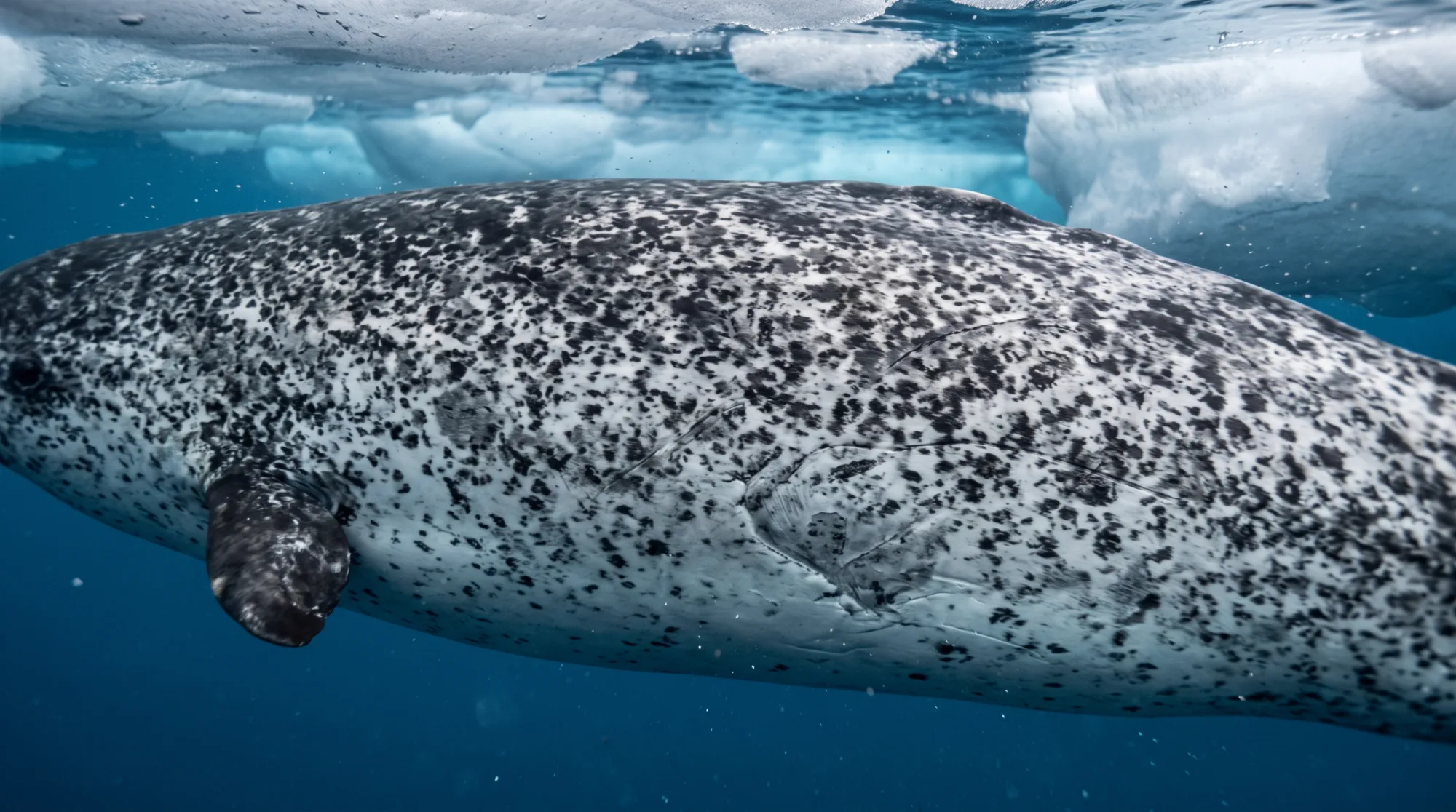 Narwhal3