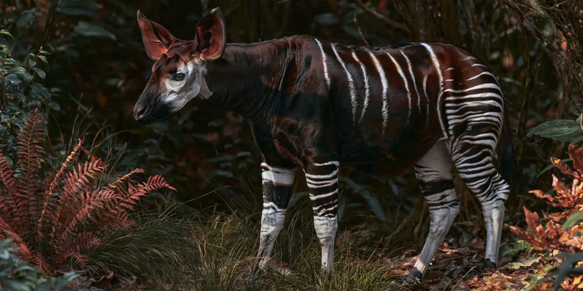 Okapi3