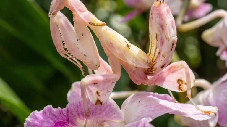 Louva-a-deus-orquídea com o corpo rosa-claro e branco sobre uma flor de orquídea rosa, mostrando as patas dianteiras de caça