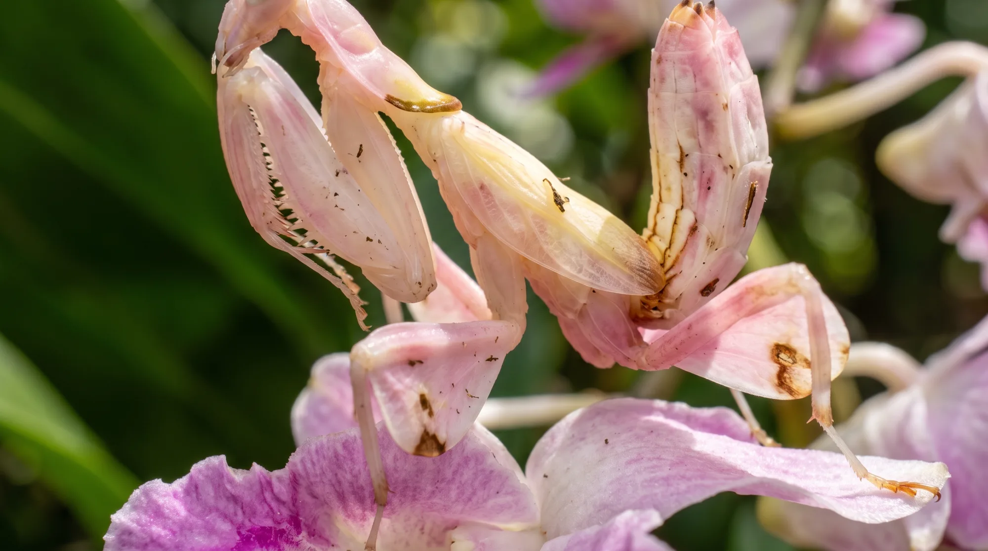 Louva-a-deus-orquídea com o corpo rosa-claro e branco sobre uma flor de orquídea rosa, mostrando as patas dianteiras de caça