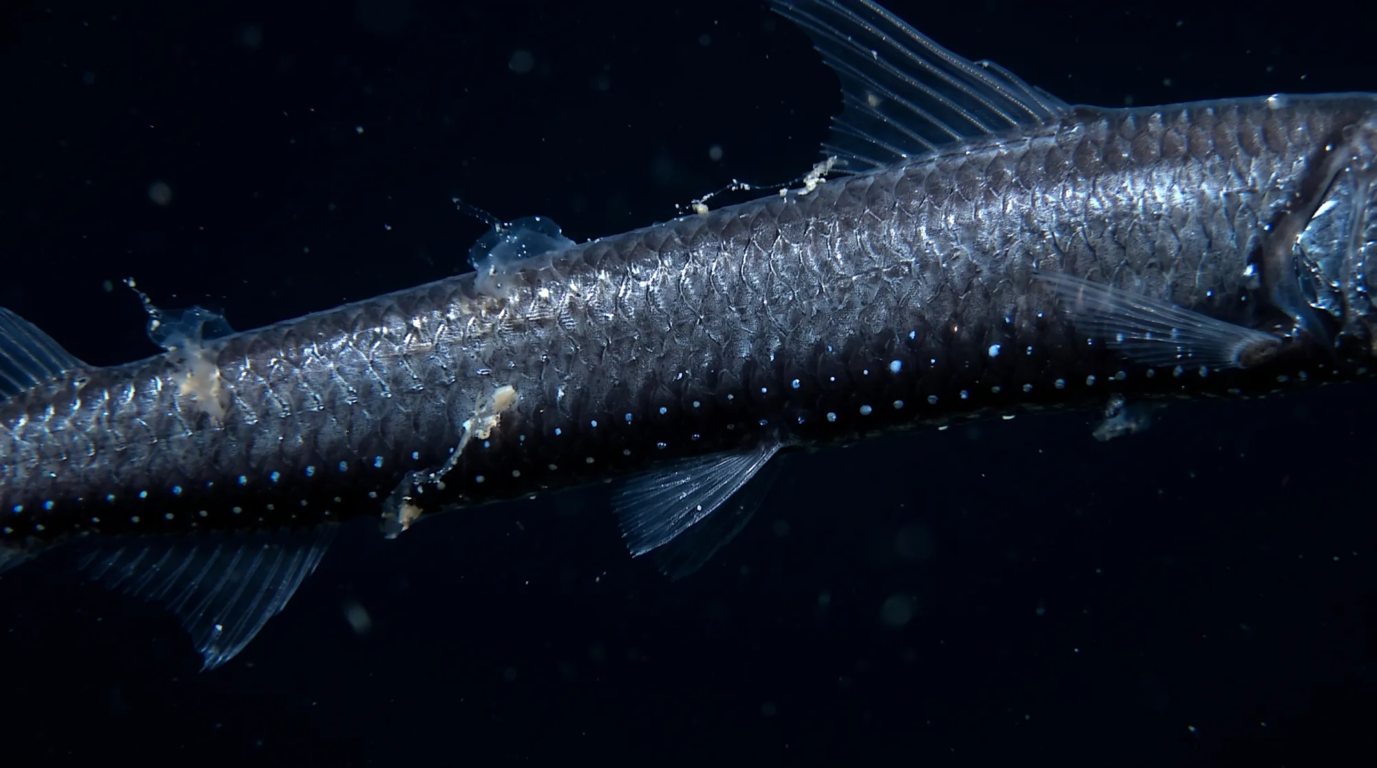 Pez víbora con escamas plateadas y pequeños fotóforos azules a lo largo del cuerpo, nadando sobre un fondo oscuro de las profundidades