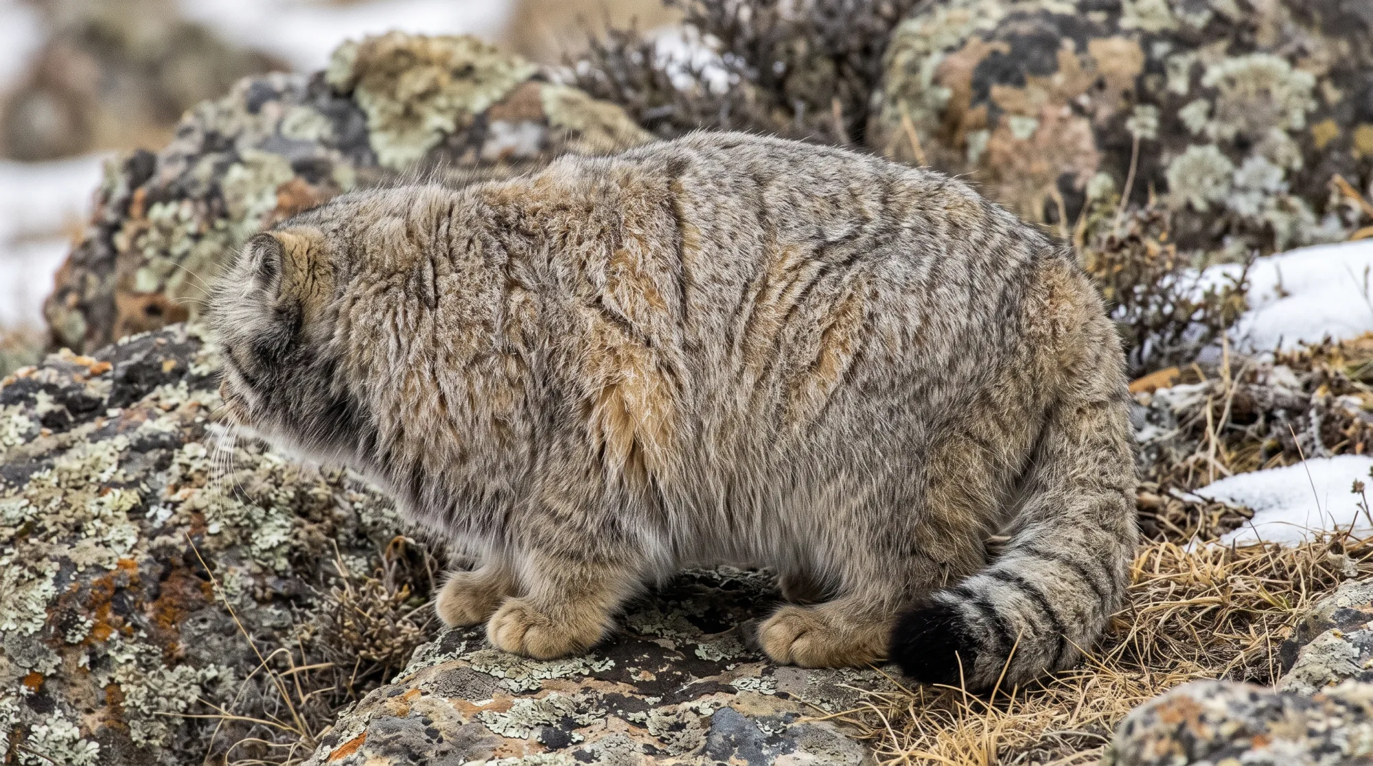 Fluffy grey Pallas's cat crouching on lichen-covered rocks with a striped tail