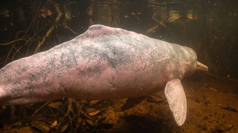 Boto-cor-de-rosa nadando debaixo d’água entre raízes submersas, com o corpo rosa-claro e o focinho comprido em forma de bico