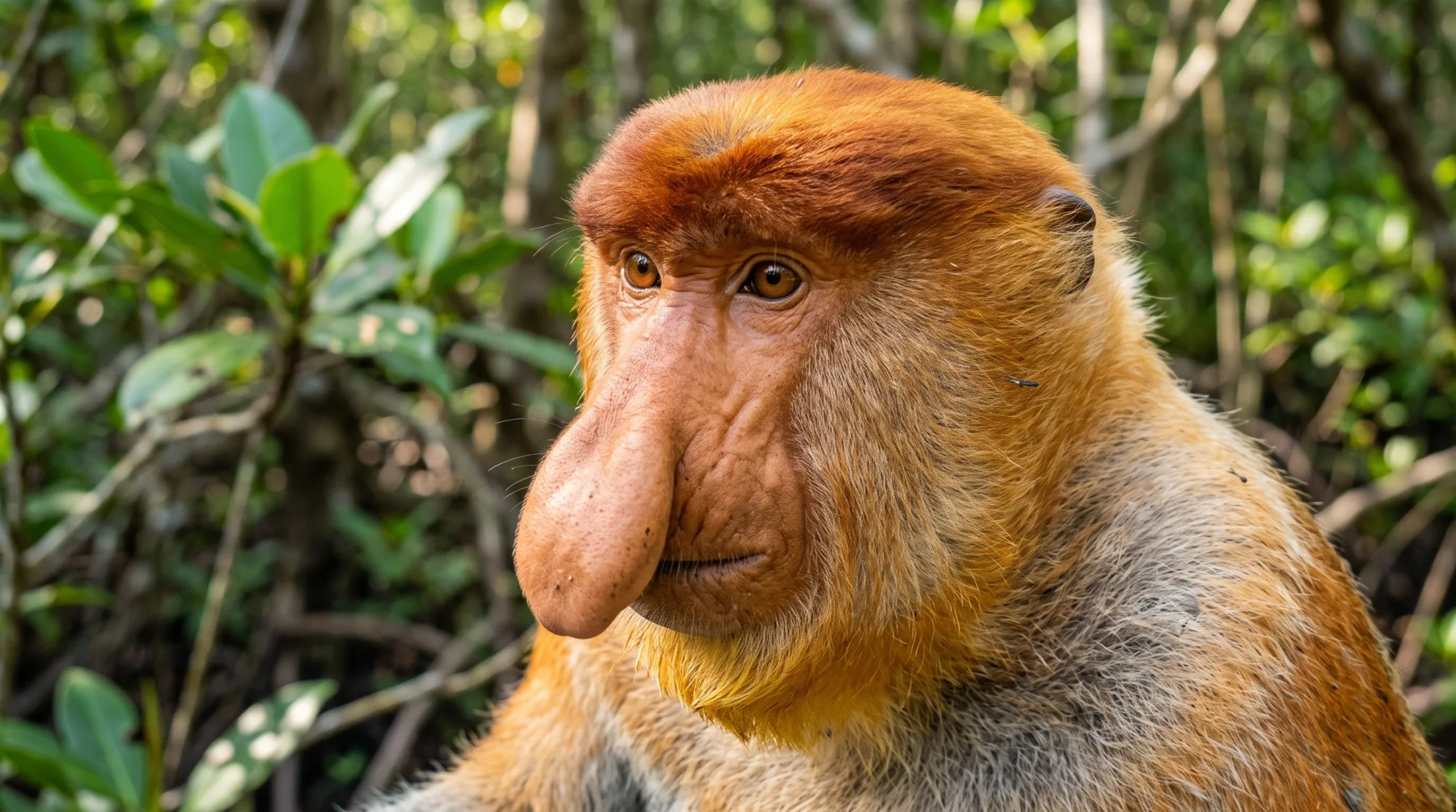 Close do nariz enorme e caído de um macaco-narigudo entre folhas verdes