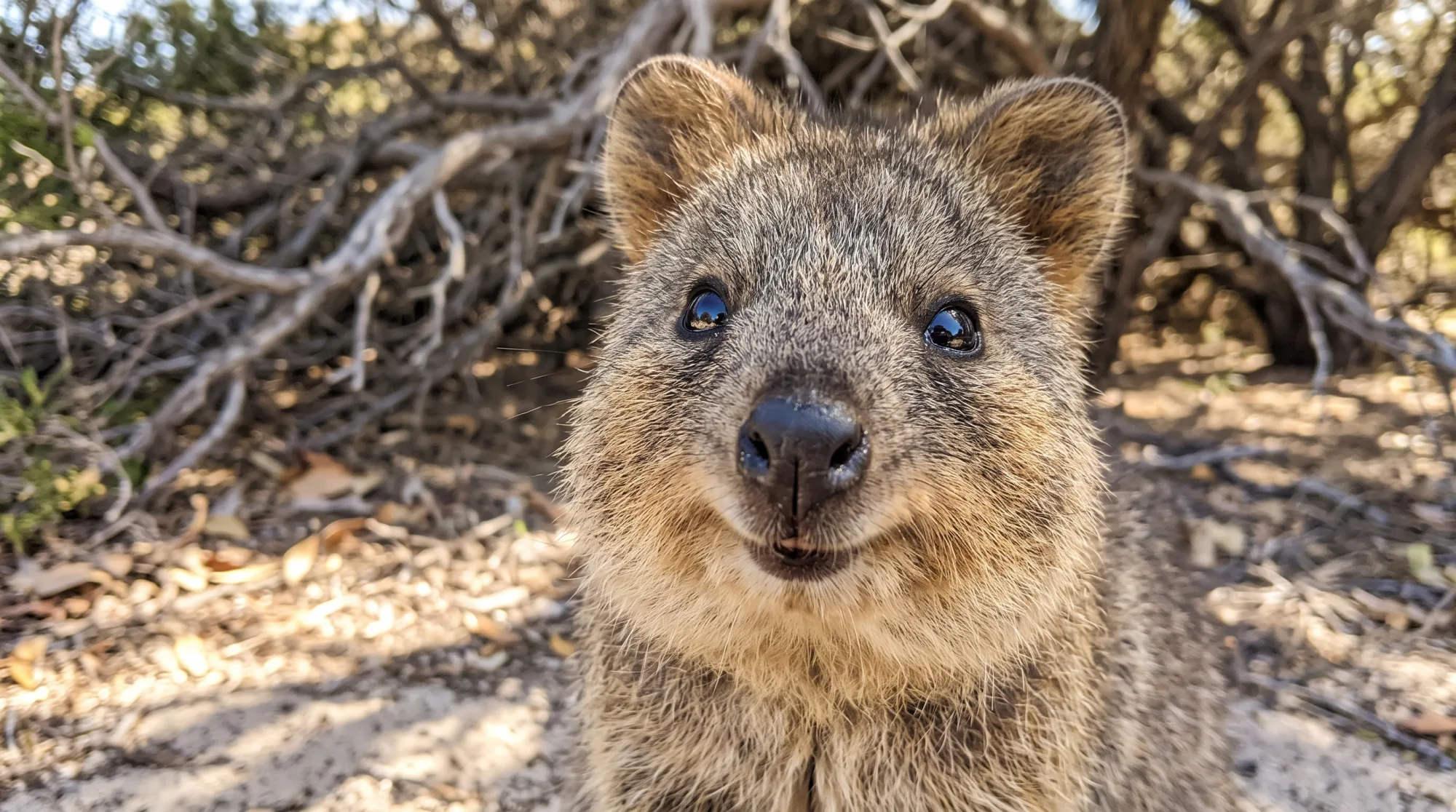 Quokka with a cheerful smile and round dark eyes looking straight into the camera, with dry twigs and leaf litter behind it.