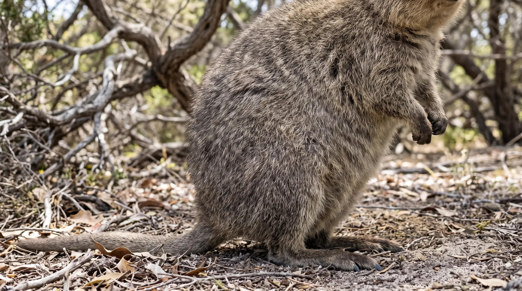 Quokka standing upright on dry leaf-littered ground in front of bare woodland branches, showing its grey-brown fur and small paws.
