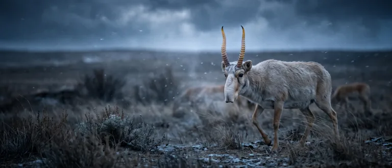 Antílope-saiga de chifres anelados numa estepe gelada sob um céu de tempestade