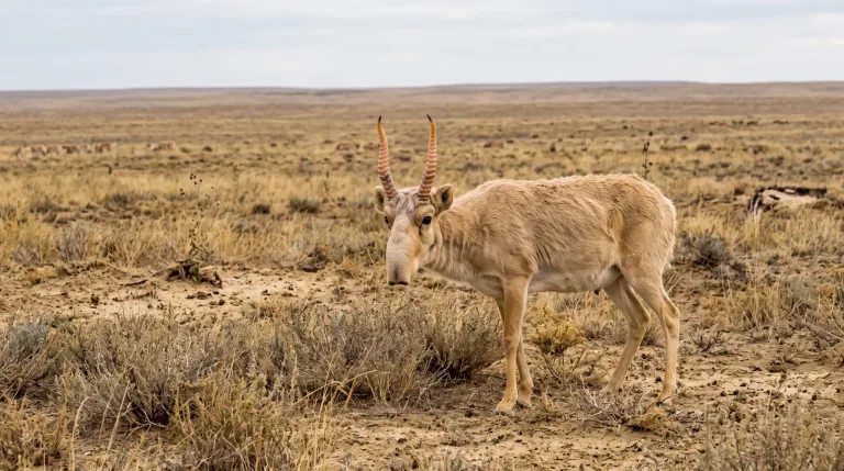Antílope-saiga na estepe árida, com a pelagem clara e chifres compridos anelados, e o campo se estendendo atrás