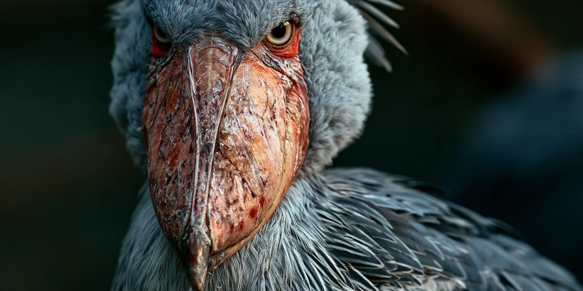 Shoebill stork3