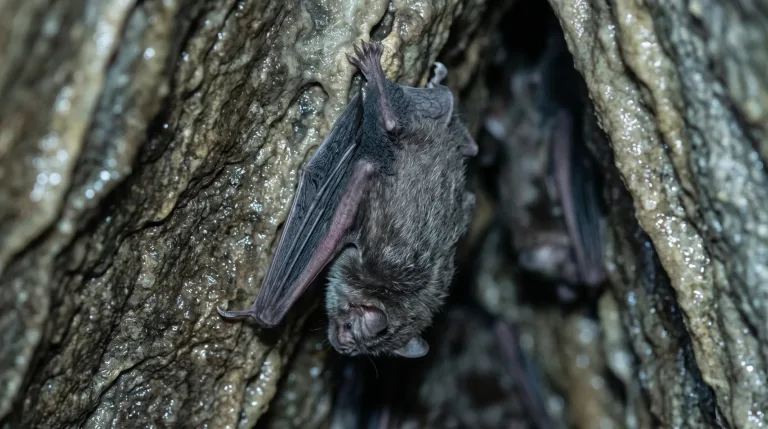 Morcego-vampiro pendurado de cabeça para baixo numa parede de caverna úmida e áspera, com outro morcego parcialmente visível ao fundo