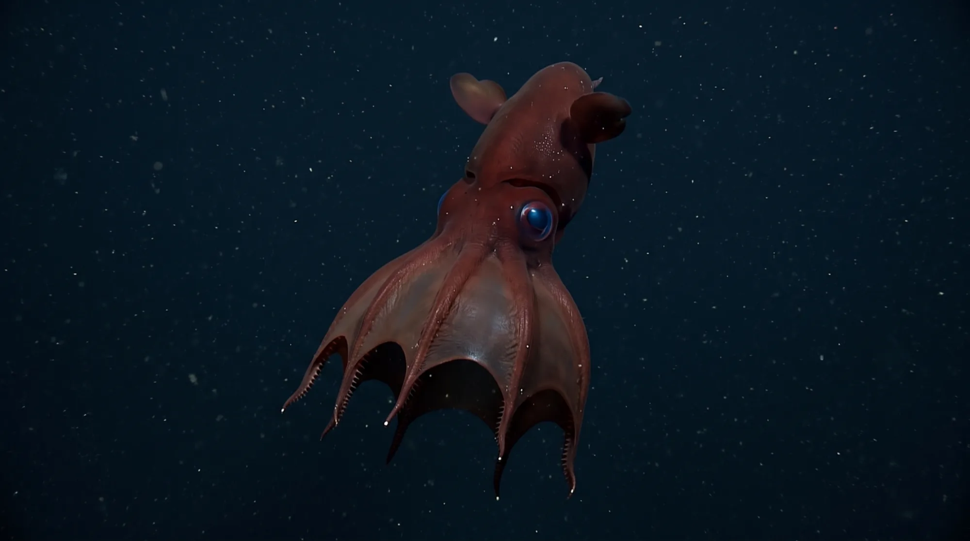 Vampire squid1