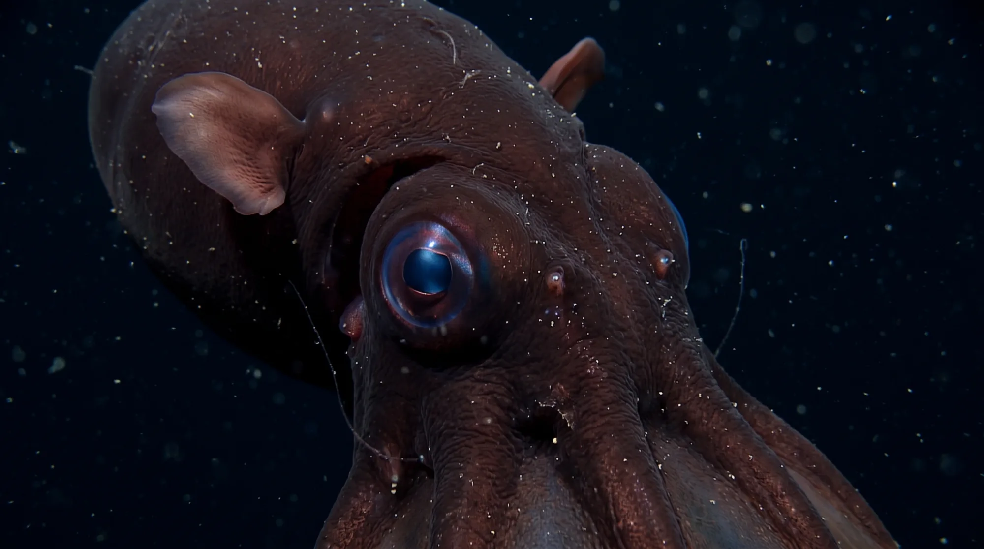 Vampire squid2