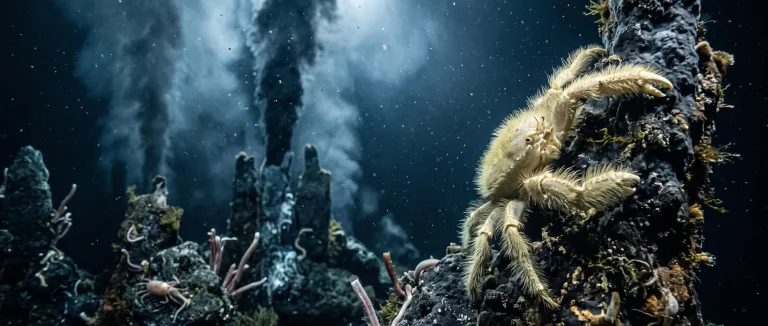 Cangrejo yeti pálido y peludo agarrado a una fuente hidrotermal humeante en las profundidades