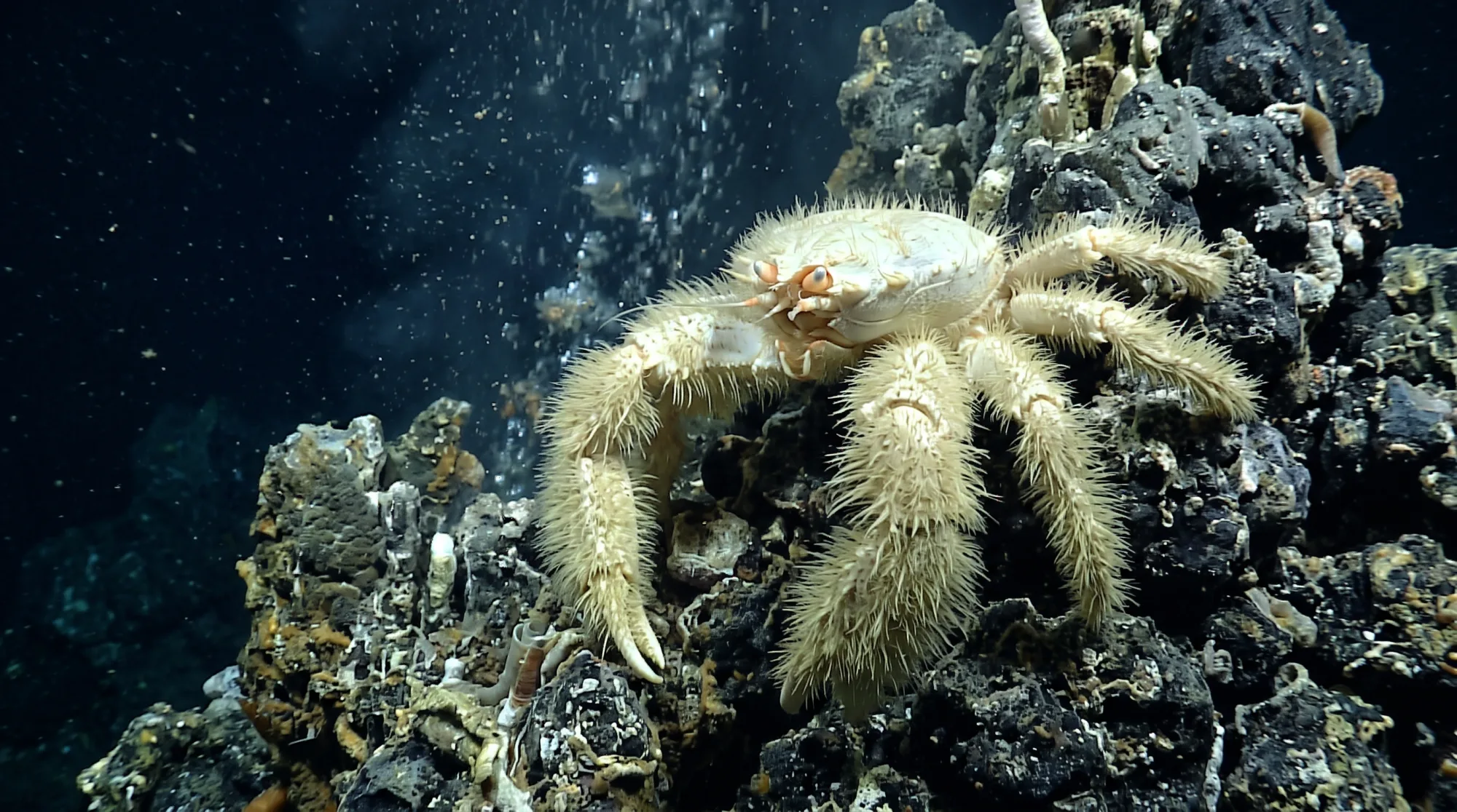 Cangrejo yeti con patas y pinzas blancas y peludas sobre roca volcánica oscura en el fondo marino profundo, con burbujas subiendo detrás