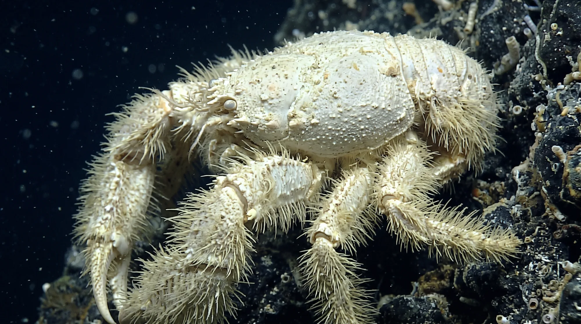 Cangrejo yeti con patas y pinzas pálidas y peludas aferrado a un fondo rocoso oscuro, rodeado de pequeñas criaturas marinas en aguas profundas